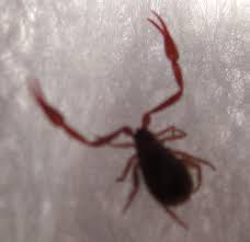 4.5x xp, 4.5x harvesting, 4.5x taming, and 4x breeding (imprint, maturation, hatch/gestation), 0.5x mating interval, 1.5x hexagon bonus. Harmless Pseudoscorpion What S That Bug