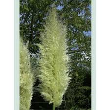 Cortaderia Selloana Sunningdale Silver Hohes Garten Pampasgras Sunningdale Silver Gunstig Bestellen Graser Graser Und Pflanzen Pampasgras Kubelpflanzen