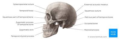 Human face has fourteen bones including the lacrimal bones, the zygomatic bones, the vomer, the nasal these 14 bones form the basic shape of the face, and there are 29 bones in the human head. Skull Anatomy Structure Bones Quizzes Kenhub