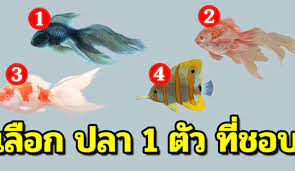 เล อกปลาท ชอบ 1 ต ว บอกล กษณะน ส ยๆค ณ ได แม นมาก ส นค าป ายแดง