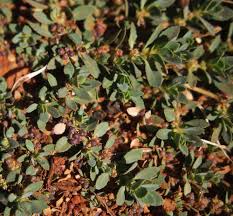 Image result for Bergia salaria