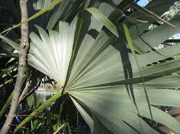 Image result for Leucothrinax morrisii