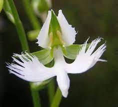 Pin By Brenda Smith Brant On Flowers Unusual Flowers Wonderful Flowers Pretty Plants