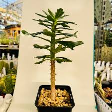 Image result for Monadenium torrei