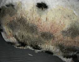 Image result for scabies dogs detail