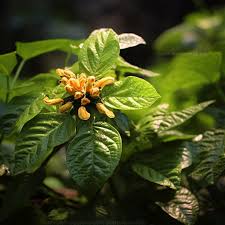 Image result for Turraea robusta