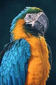 Pin On Fauna Photography Darren Song Ng