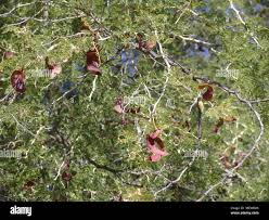 Image result for Acacia amythethophylla