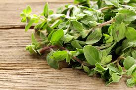 Image result for Origanum majorana