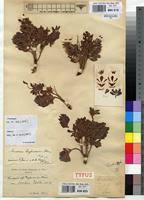 Image result for Eriosema flemingioides