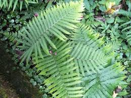 Image result for Pseudocyclosorus