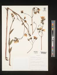Image result for Trichodesma physaloides