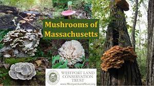 Check spelling or type a new query. Mushrooms Of Massachusetts New Bedford Guide