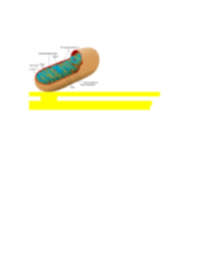 Respiration occurs in the mitochondria. In What Organelle Does Cellular Respiration Occur Can You Label The Parts Of Course Hero