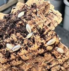 Image result for Isoberlinia tomentosa