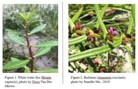 Image result for Bergia