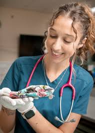 Let's hear it for the vet nurses! 🙌🏽 These amazing Wildlife Warriors work  tirelessly, 24 hours a day, 365 days a year, caring for wildlife at its  most vulnerable. They are the