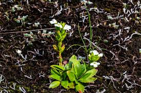 Image result for Ypsilopus erectus