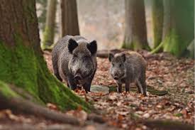 Einem mann fielen die zähne aus, nachdem er sich mit dem virus infiziert hatte. Wildschweine In Bayern Radioaktiv Belastet Geo