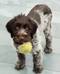 Check spelling or type a new query. German Wirehaired Pointer Info Temperament Puppies Pictures