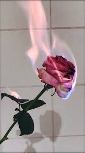Flower Aesthetic Roses Rose Wallpaper Flowers Photography