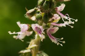Image result for Ocimum americanum