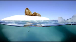 It is narrated by david attenborough. Filming Walrus With The Megadome Blue Planet Ii Behind The Scenes Youtube