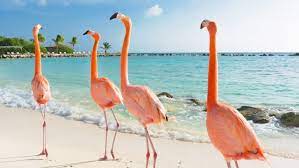 Tudo Sobre A Ilha Dos Flamingos Em Aruba