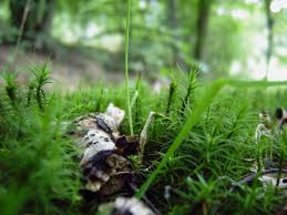 Forest Floor Beauty By Pablo774 Deviantart Com Beautiful Forest Magical Forest Forest Floor