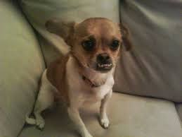 Lost Chiweenie in Gilmer, Texas