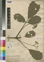 Image result for Vitex madiensis