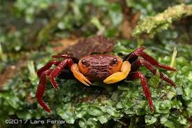 Image result for Lepidagathis eriocephala