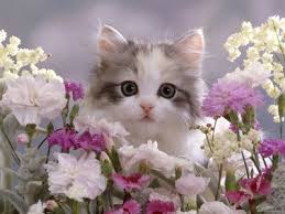 Belles photos de chats (avec images) | Cute kittens, Chat mignon ...
