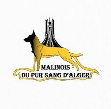 Retrouver les prix du neuf auto en algerie , explorer les fiches téchniques , comparer les prix et options. Elevage Malinois Du Pur Sang D Alger Home Facebook
