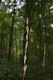 Image result for Gastrodia rwandensis
