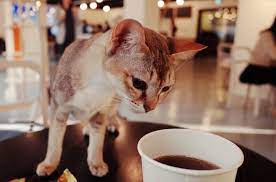 We highlight locally sourced coffee and food items along with a separate cat lounge area housing adoptable cats from the animal rescue league of iowa. Cat Cafe What Are They And Is There A Cat Cafe Near Me The Kitty Expert