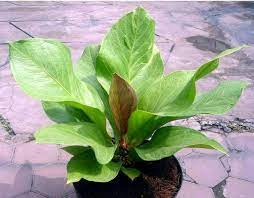 Tetapi beberapa tanaman hias juga punya manfaat yang baik bagi manusia. Pusat Jual Tanaman Hias Anthurium Jemani Cobra Antorium Jenmani Lazada Indonesia