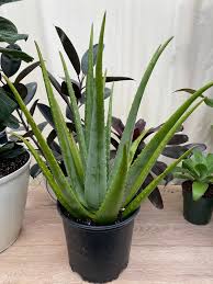 Image result for Aloe vera