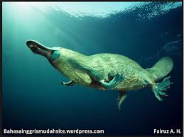 Karena tiga hal itu, platypus sering dianggap sebagai makhluk campuran antara mamalia, unggas, dan reptil. Teks Deskriptif Platypus Ornithorhynchus Anatinus Full Deskripsi Platypus Makanan Platypus Ciri Ciri Platypus Habitat Platypus Populasi Platypus Platypus Gambar Platypus Cara Berkembangbiak Platypus Ornithorhynchus Anatinus Bahasa Inggris Mudah