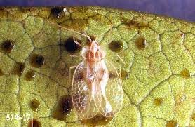 Maybe you would like to learn more about one of these? Azalea Rhododendron Azalea And Rhododendron Lace Bug Pacific Northwest Pest Management Handbooks