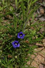 Image result for Aptosimum procumbens