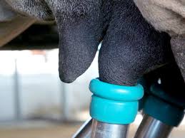Weitere informationen in der datenschutzerklärung. Why Camel Milk Is So Expensive