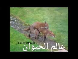 We did not find results for: Ù‡Ù„ Ø³Ø¨Ù‚ ÙˆØ´Ø§Ù‡Ø¯Øª Ø¹Ù…Ù„ÙŠØ© ØªØ²Ø§ÙˆØ¬ Ø§Ù„Ø«Ø¹Ù„Ø¨ Youtube