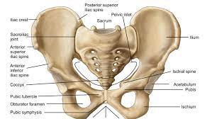 This bony structure protects the organs inside the thoracic cavity, including the lungs and the heart. 5 Body Parts You Didn T Know You Were There