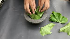 Itu berarti pohon jarak dapat digunakan sebagai alternatif dalam melakukan perawatan herbal dan tradisional. Daun Jarak Bikin Besar Milik Laki Laki Youtube