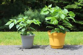 We did not find results for: How To Make Peppers Grow Faster Easy Tips Pepper Geek