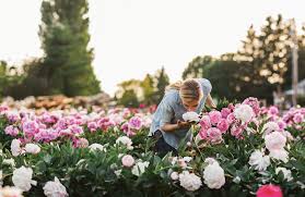 We include over 75 of them and each listing includes all the planting and below is our expansive gallery and directory featuring flowers that start with p. How To Grow Peonies How To Care For Peonies