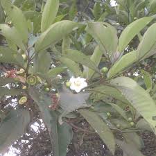 Image result for Bellucia