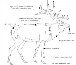 Elk Diagram Elk Antlers Fallow Deer Deer Family