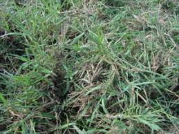 We did not find results for: What Is Coastal Tifton 85 And Jiggs